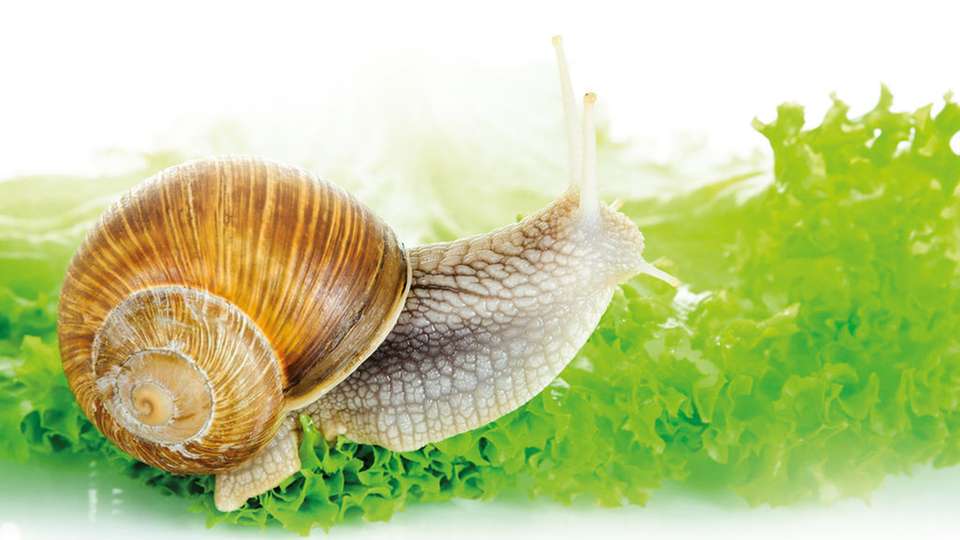 Schnecken im Freizeitpark
