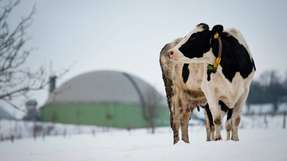 Eine Kuh steht vor der Biogasanlage in Jühnde, dem ersten Bioenergiedorf in Deutschland.
