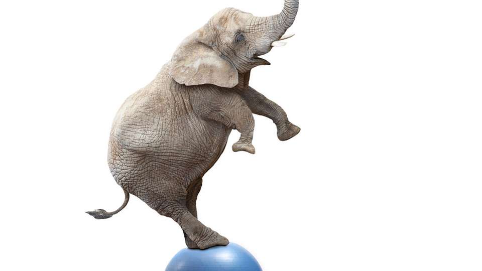 African elephant (Loxodonta africana) balancing on a blue ball.