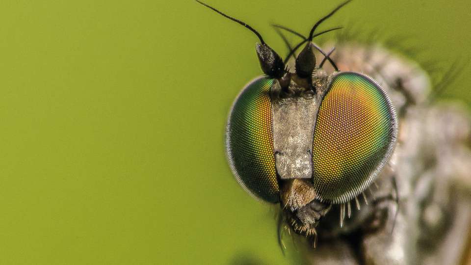 Insekten haben einen einzigartigen Sehapparat, den sich nun auch die Technik zunutze macht.