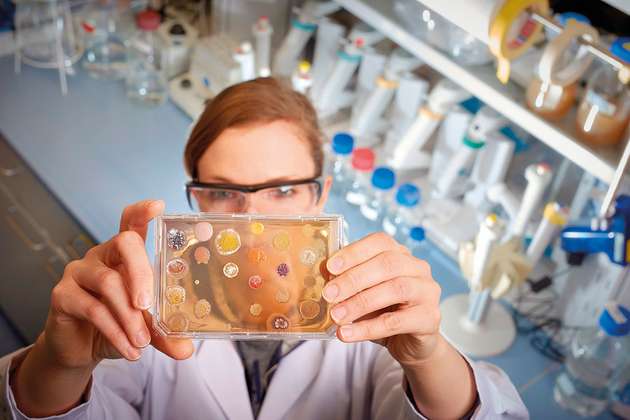 Eine Wissenschaftlerin am Sanofi-Fraunhofer Exzellenzzentrum für Naturstoffforschung begutachtet eine Platte mit Nährmedium, auf der verschiedene Bakterien gewachsen sind.