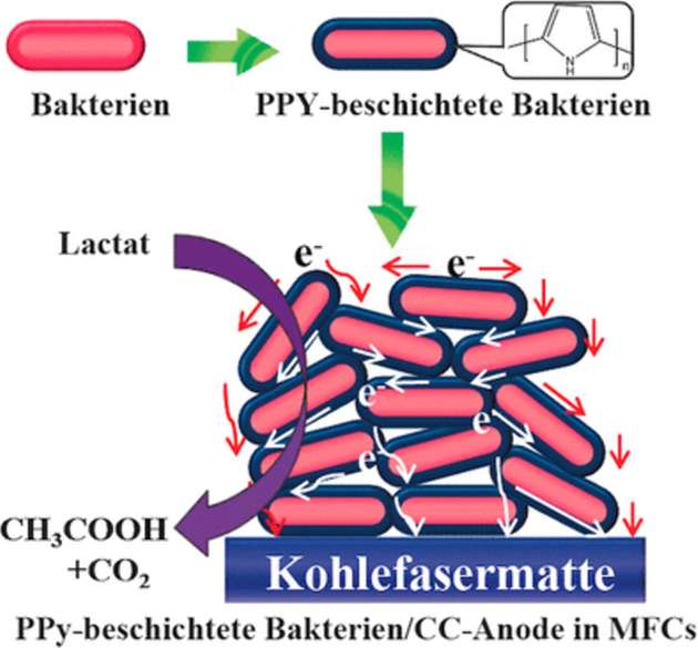 Polymerbeschichtung für Bakterien erhöht deren Leistungsfähigkeit.