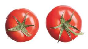 DNA aus Tomatenpflanzen kann dabei helfen, billige Silikonstoffe in beispielsweise Brustimplantaten nachzuweisen.