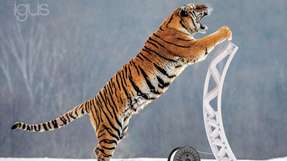 Groß wie ein ausgewachsener Tiger: Schmier- und wartungsfreie Kunststoff-Bauteile lassen sich jetzt mit einer Größe von bis zu drei Metern drucken. 
