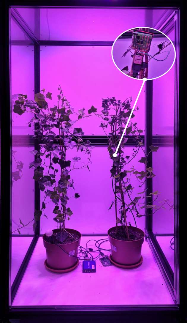 Im Labor werden unter kontrollierten Umweltbedingungen (im Beispiel eine bestimmte Beleuchtungsbedingung) elektrophysiologische Messdaten von Pflanzen erhoben, um mit diesen eine Künstliche Intelligenz (KI) zu trainieren.