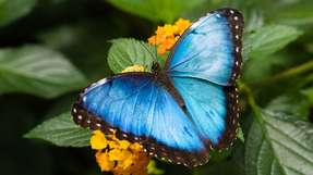 Inspiration für die besondere Farbstruktur war der Morpho-Schmetterling, dessen intensiv blaue Flügel einen in weiten Bereichen winkelstabilen Farbeindruck erzeugen.