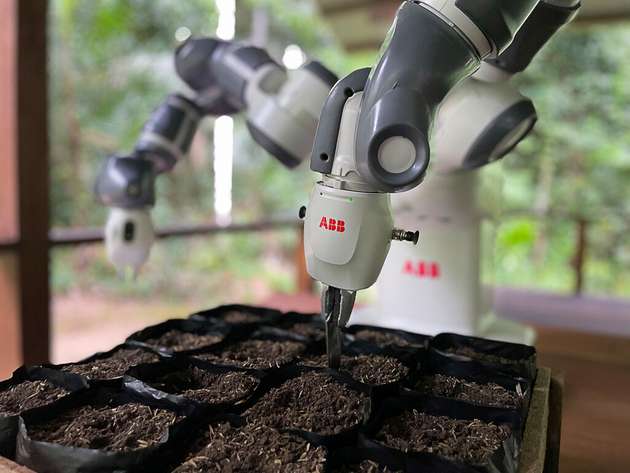 Pilotprojekt von ABB Robotics zur Wiederaufforstung im Amazonas: Im Rahmen des Pilotprogramms setzt YuMi jeden Morgen rund 640 Saatgutbeutel ein.