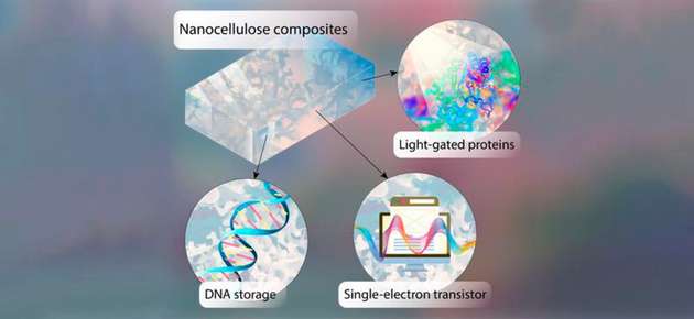 Auf Chips aus halbleitender Nanocellulose lassen sich Informationen in Form von DNA speichern. Lichtgesteuerte Proteine lesen die Informationen ab.