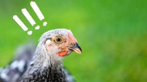 Forscher der ETH Zürich und NTU Singapur wandeln Hühnerfedern in umweltfreundliche Brennstoffzellen-Membranen um. Statt giftiger Chemikalien nutzen sie das in Federn reichlich vorkommende Keratin.