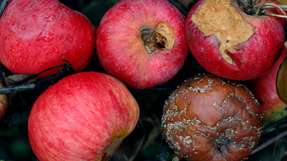 Faule Äpfel für Batteriespeicher: Aus biologischen Abfällen konnten Wissenschaftler ein Aktivmaterial für nachhaltige Batterien gewinnen.