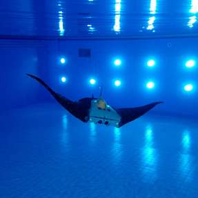 Unterwasser-Sensorik bringt auch über Wasser neue Erkenntnisse: Dem autonomen Unterwasserfahrzeug in Form eines Mantarochens werden auf der flexiblen Haut beider Flügel vielfältige Sensormodule montiert.
