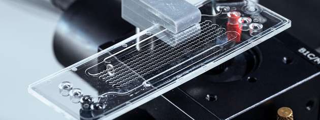 Mikrofluidischer Chip des Sensorsystems: Er ermöglicht den schnellen Nachweis von PFAS direkt vor Ort in wässrigen Proben.