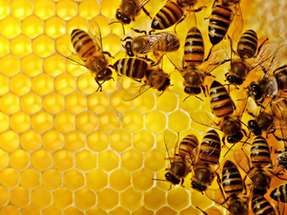 Eine grundlegende Entscheidungslogik, die sich auch in einer Vielzahl biologischer Systeme findet, kann es Roboterschwärmen ermöglichen, selbst bei fehlerhaften Informationen korrekte kollektive Entscheidungen zu treffen. 