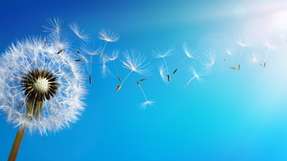 Dandelion With Seeds Blowing Away Blue Sky