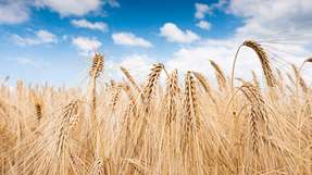 Der Anbau von Getreide erfordert weltweit einen hohen Einsatz von Stickstoffdünger. Forschende des KIT zeigen, dass sich eine globale Umverteilung positiv auf die Umwelt auswirken würde.