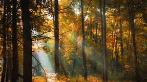 Durch eine enge Zusammenarbeit, maßgeschneiderte Technologien und ein gemeinsames Engagement für Nachhaltigkeit und Sicherheit zeigt die Partnerschaft von UPM und Bilfinger, wie industrielle Transformation Wirklichkeit werden kann.