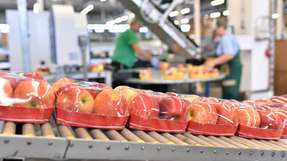 Bei Verpackungsmaschinen für Obst und Gemüse stehen hohe Linienleistung, Produktschonung und der Einsatz recyclingfähiger Materialien im Mittelpunkt.