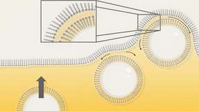Beginn der Schaumbildung: Tenside mit hydrophilen (schwarzer Schwanz) und hydrophoben (blauer Kopf) Molekülabschnitten stabilisieren Flüssigkeitsfilme um die Blasen herum. Die schwarzen Pfeile zeigen die Abflüsse an.