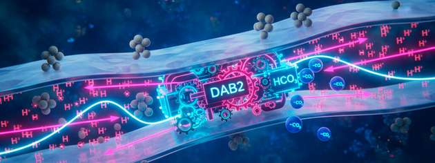 Der Membrankomplex DAB2 ermöglicht lithoautotrophen Mikroorganismen, CO2 intrazellulär zu HCO3- umzuwandeln und anzureichern – gekoppelt an ein Konzentrationsgefälle (Protonengradient) über der Zellmembran und damit ATP-unabhängig.