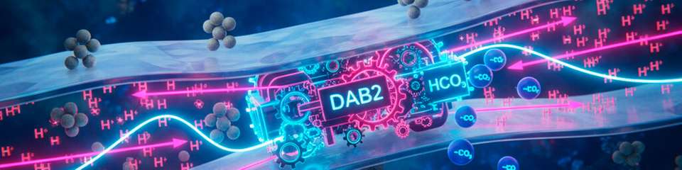Der Membrankomplex DAB2 ermöglicht lithoautotrophen Mikroorganismen, CO2 intrazellulär zu HCO3- umzuwandeln und anzureichern – gekoppelt an ein Konzentrationsgefälle (Protonengradient) über der Zellmembran und damit ATP-unabhängig.