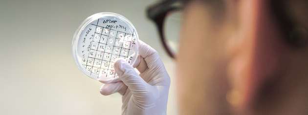 Auf der Suche nach dem optimalen Mikrobenstamm: Die Forschenden entwickeln im Projekt CarboNcare Bakterien, die chemische Grundstoffe nachhaltig herstellen.