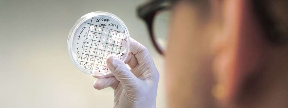 Auf der Suche nach dem optimalen Mikrobenstamm: Die Forschenden entwickeln im Projekt CarboNcare Bakterien, die chemische Grundstoffe nachhaltig herstellen.