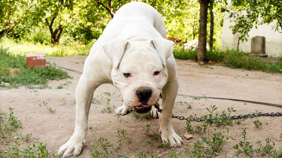 Der digitale Wachhund aus dem Hause Telekom erkennt Unregelmäßigkeiten in vernetzten Industrieanlagen.