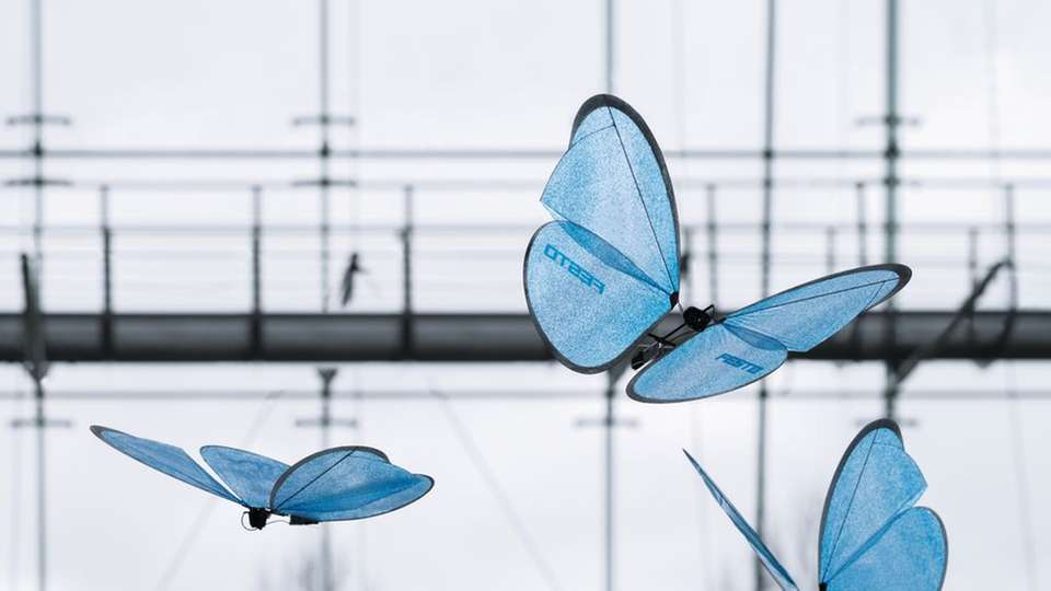 Koordiniertes Fliegen dank Indoor-GPS: Mit den eMotionButterflies kombiniert Festo nun den Ultraleichtbau künstlicher Insekten mit dem koordinierten Flugverhalten im Kollektiv.