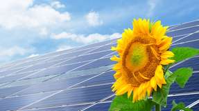 Um einen möglichst hohen Energieertrag zu erzielen, müssen Photovoltaik-Anlagen sich nach der Sonne ausrichten können - fast wie Sonnenblumen.