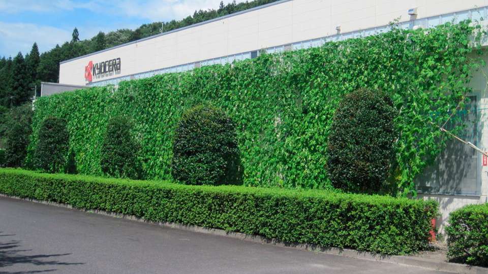 Natürliche Schattenspender: Die „Green Curtains“ vermindern nicht nur Energieverbrauch und Emissionen, sondern binden zusätzlich CO2. 
