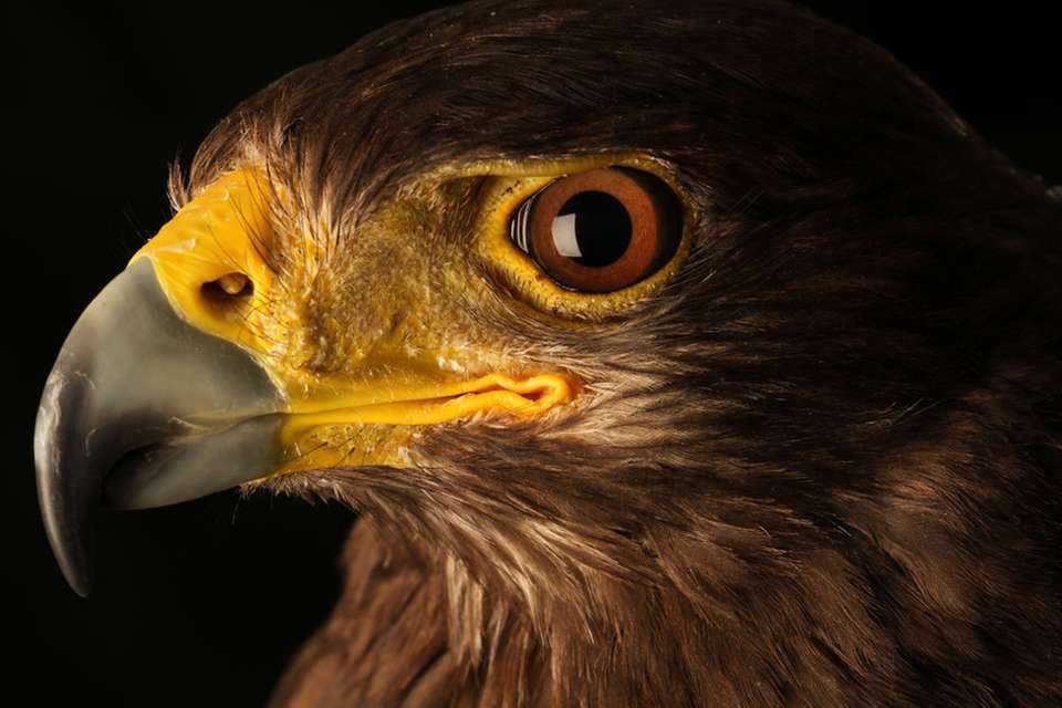 Get Adler augen For Android Free Adler Augen