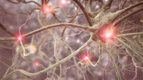 Künstlich nachgezüchtete Nervenzellen könnten dabei helfen, Erkrankungen näher zu erforschen.