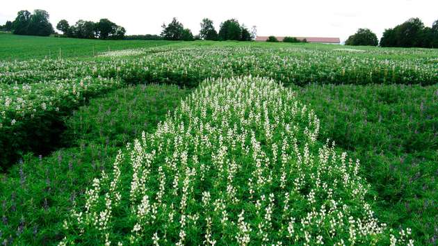 Wer auf die Idee kommt, beim sommerlichen Spaziergang an einer Süßlupine zu naschen, der sei gewarnt. Wild wachsende Lupinen enthalten giftige Bitterstoffe und sind insbesondere für Allergiker gefährlich. Da ist es besser, noch etwas zu warten, bis der erste Lupinen-Drink aus der lokalen Brauerei beim Getränkehändler steht.