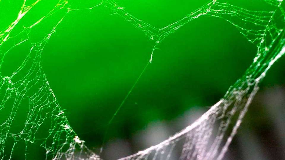 Spinnenseide ist ein vielversprechendes Material zur Wiederherstellung von geschädigtem Herzgewebe.