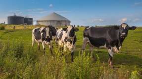 Bioenergie kann dabei helfen, das Strom- und Wärmenetz klimafreundlich zu stabilisieren.