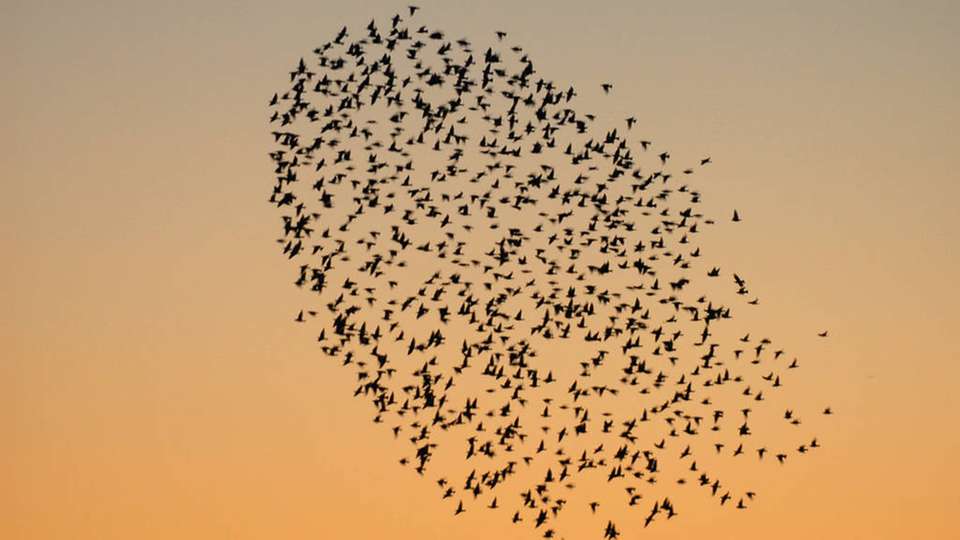 Schwarmvögel richten sich an den sieben Mitfliegenden in nächster Umgebung aus. Bei Richtungsänderungen des Schwarms reagiert nicht unbedingt der Leitvogel an der Spitze, sondern jeder Schwarmteilnehmer kann eine Richtungsänderung hervorrufen.