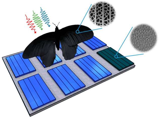 Nanostrukturen auf dem Flügel von Pachliopta aristolochiae lassen sich auf Solarzellen übertragen und steigern deren Absorptionsraten um bis zu 200 Prozent