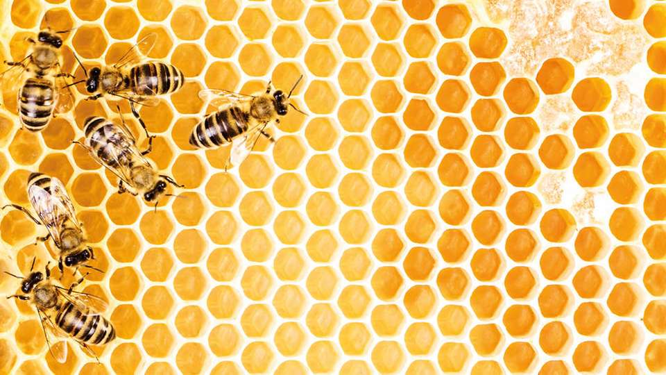 Wie im Bienenstock überwachen sich die Komponenten der Industrie-4.0-Welt und kompensieren Einflüsse von außen. Doch wie sieht es mit den fleißigen Arbeitsbienchen, also den Komponenten in einer heutigen Fertigung aus?