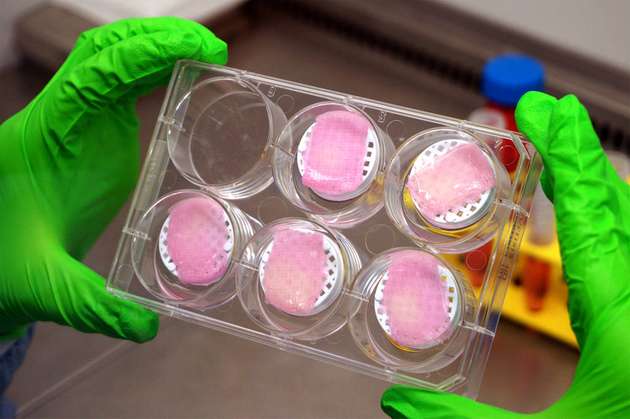 Modell der Haut, das im Bioprinting-Verfahren hergestellt wurde.