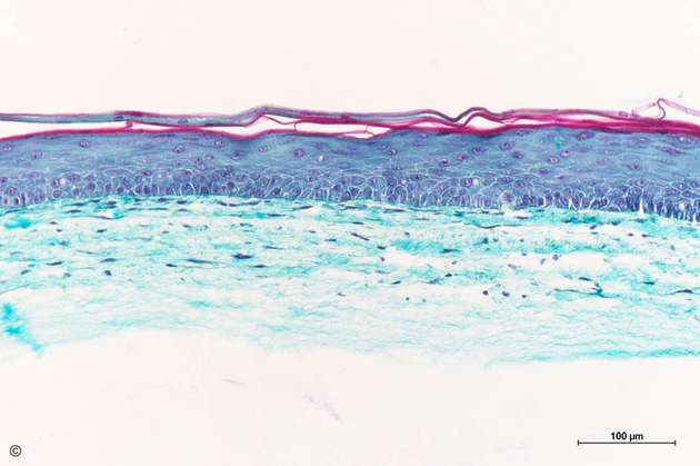 Modell der Haut aus dem 3D-Drucker