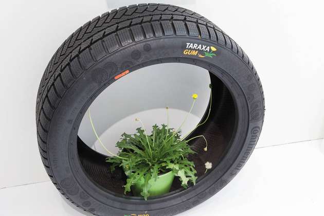 Rubber made from dandelion is a feasible alternative to fossil- based tires and already on its way into the market.