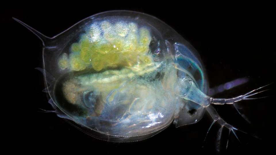 Großer Wasserfloh (Daphnia magna). Das abgebildete erwachsene Tier ist vom Kopf (rechts) bis zur Schwanzstachelspitze (links) etwa vier bis fünf Millimeter lang.