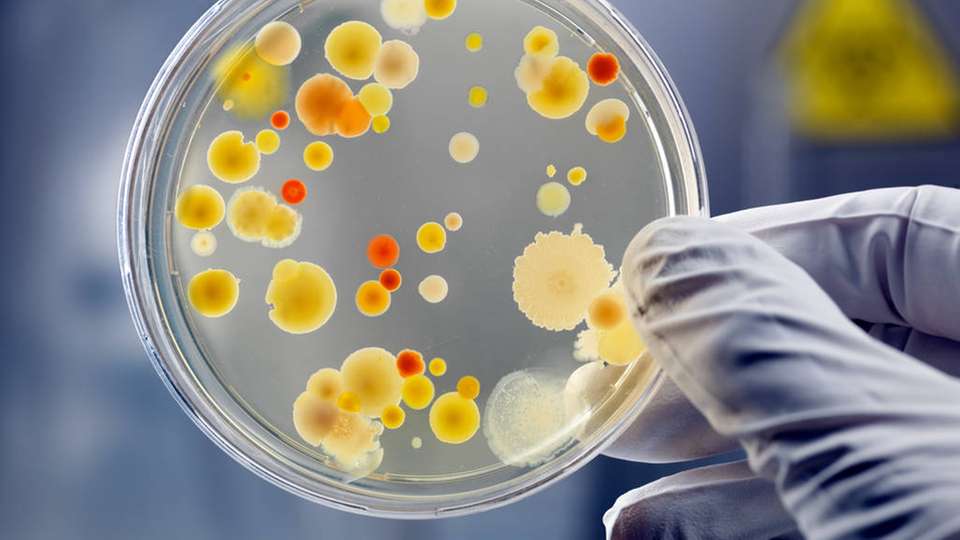 Durch gezielte Nährstoffzufuhr in Bioreaktoren werden Bakterien dazu gebracht, vermehrt den Bio-Kunststoff Polybuttersäure zu produzieren.