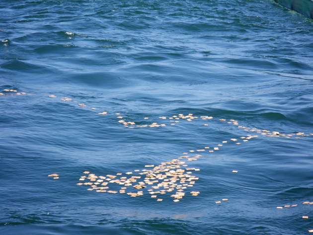 Die Ölbinder schwimmen etwa acht Tage; wenn sie mit Öl benetzt sind, sogar länger.