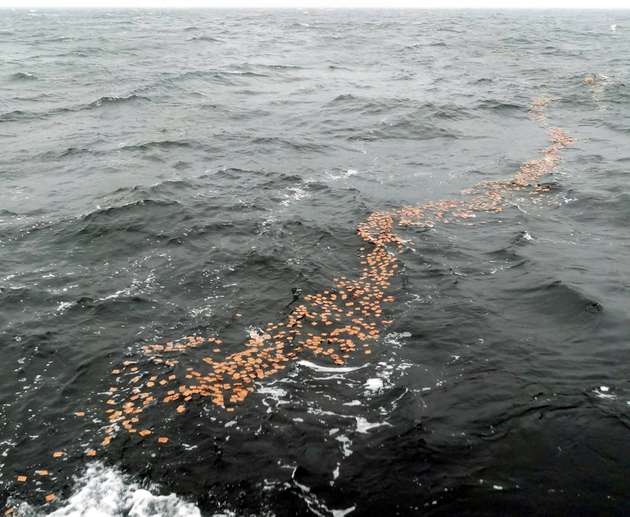 Verbleiben Binder im Meer, zersetzen sich diese innerhalb von sechs Monaten vollständig. In der Zwischenzeit bauen die aufgesprühten Mikroorganismen das aufgenommene Öl ab.