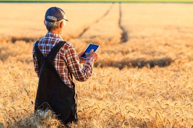 In der Landwirtschaft kann Osrams NIRED-Technologie zum Einsatz kommen, um beispielsweise den richtigen Zeitpunkt für die Ernte zu bestimmen.