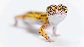 Der Gecko nutzt eine kohärente Koppelung zwischen seinen Ohren für die Winkelmessung.