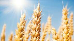 Bevor aus Getreide Mehl und schließlich Gebäck wird, durchläuft es diverse Verfahrensschritte.h