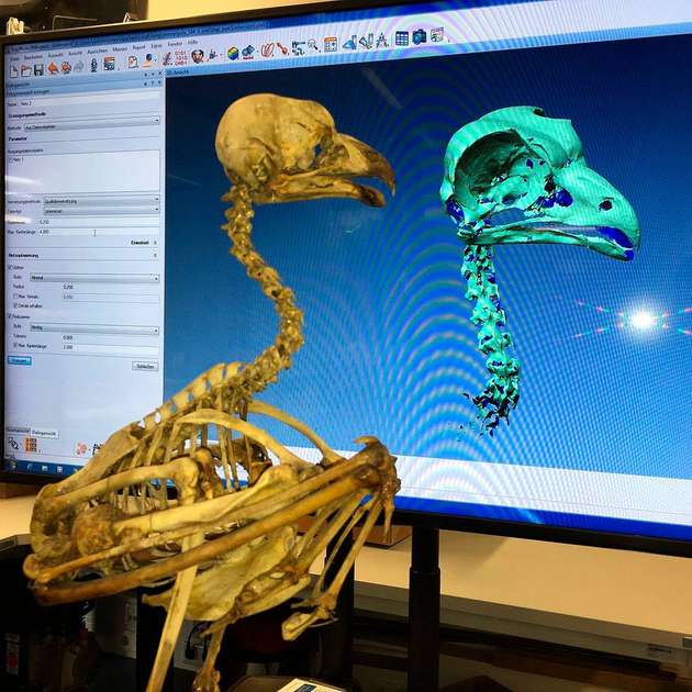 Im Rahmen des Projekts nahmen die Forscher der TH Nürnberg Untersuchungen an einem Eulenskelettmodell vor.