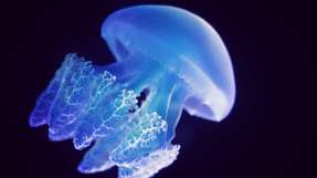 Indem die Forscher ein Magnetfeld wechselnder Richtung und Stärke an ein Aquarium mit der Roboterqualle anlegen, klappen sie den Gummistern wie einen Schirm auf und zu und bewegen den Millischwimmer vorwärts.
